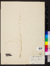 Aristida oligantha image