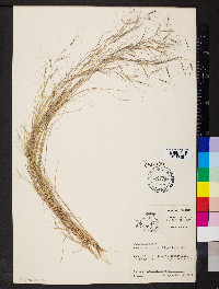 Aristida oligantha image