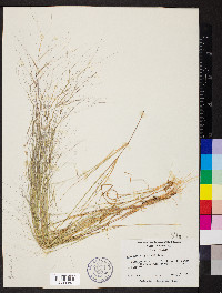 Aristida oligantha image