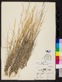 Aristida oligantha image