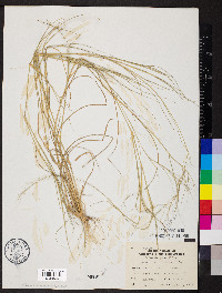 Aristida oligantha image