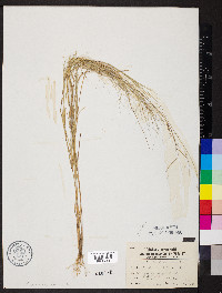 Aristida oligantha image