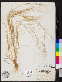 Aristida oligantha image