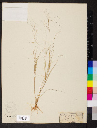 Aristida oligantha image