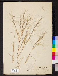 Aristida oligantha image