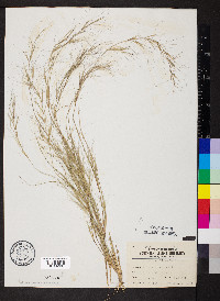 Aristida oligantha image