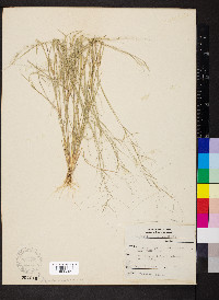 Aristida oligantha image