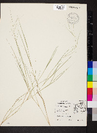 Aristida oligantha image