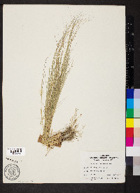 Aristida oligantha image