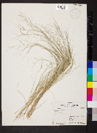 Aristida oligantha image