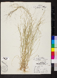 Aristida oligantha image