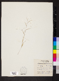 Aristida oligantha image