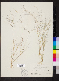 Aristida oligantha image