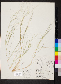 Aristida oligantha image