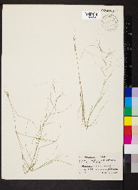 Aristida oligantha image