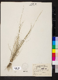 Aristida oligantha image