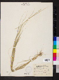 Aristida oligantha image