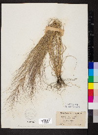 Aristida oligantha image