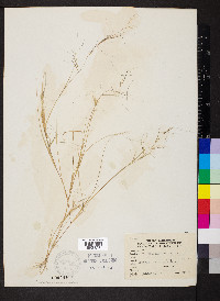 Aristida oligantha image