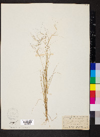 Aristida oligantha image