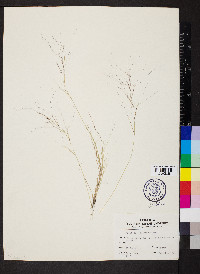 Aristida oligantha image