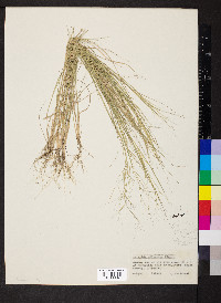 Aristida oligantha image