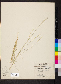 Aristida dichotoma image