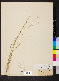 Aristida basiramea image