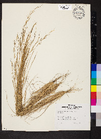 Aristida dichotoma var. curtissii image