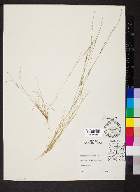 Aristida dichotoma image