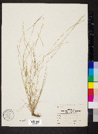 Aristida dichotoma image
