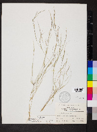 Aristida dichotoma image