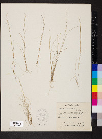 Aristida dichotoma image