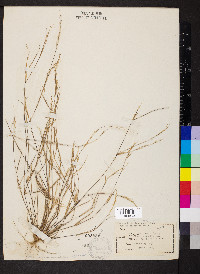 Aristida dichotoma image