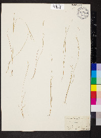 Aristida dichotoma image