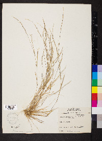 Aristida dichotoma image