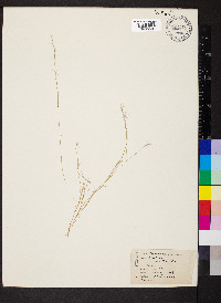 Aristida longespica image