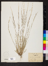 Aristida purpurascens image