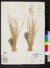 Aristida ramosissima image