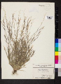 Aristida ramosissima image