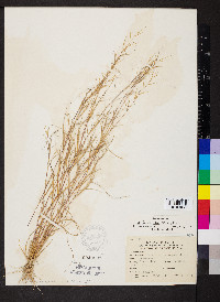 Aristida ramosissima image