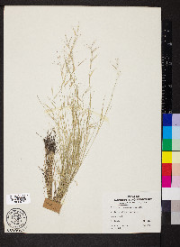 Aristida ramosissima image