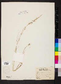 Aristida purpurascens image