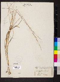 Aristida purpurascens image