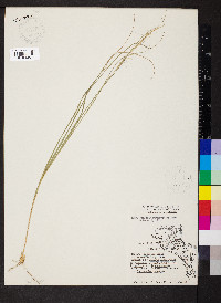 Aristida purpurascens image