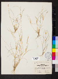 Aristida ramosissima image