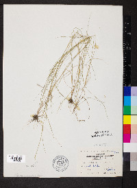 Aristida ramosissima image