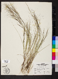 Aristida tuberculosa image