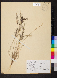 Aristida adscensionis image