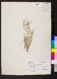 Aristida adscensionis image